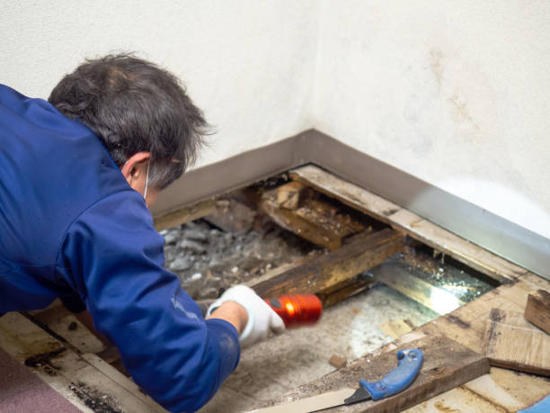 Best Crawl Space Mold Remediation in Post, TX