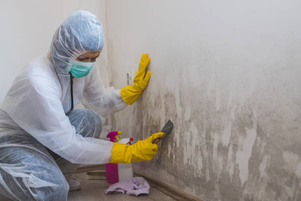Best Mold Testing and Inspection Services in Post, TX