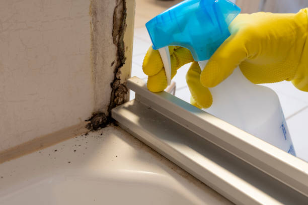Best Residential Mold Remediation in Post, TX