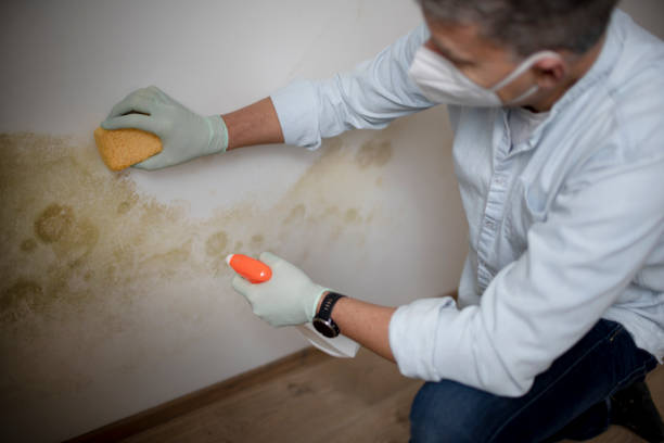 Best Mold Testing and Inspection Services in Post, TX
