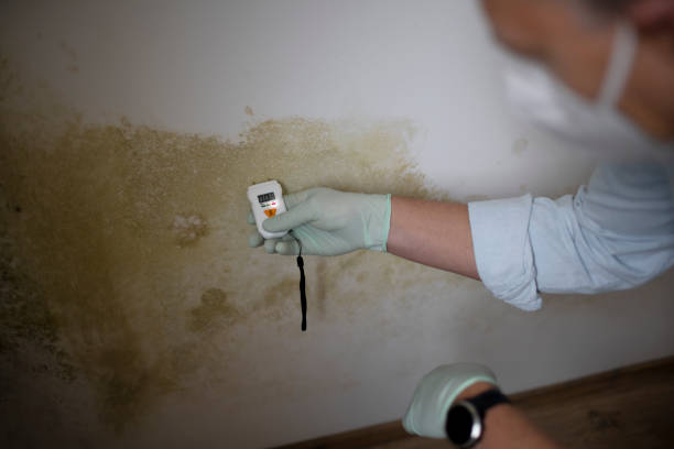 Best Bathroom Mold Remediation in Post, TX