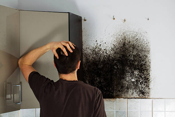 Best Residential Mold Remediation in Post, TX